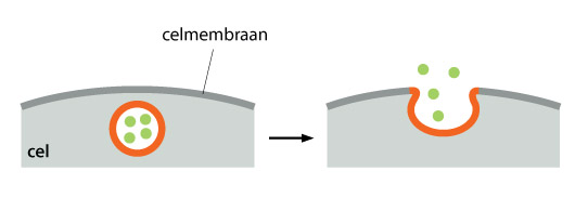 Exocytose