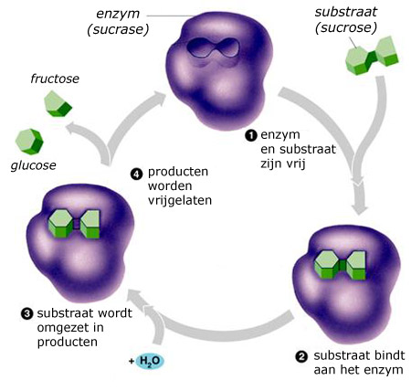 De hydrolyse van sucrose.