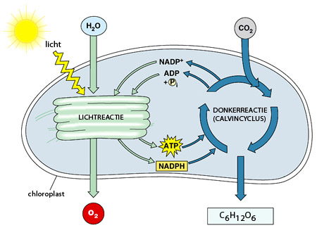 Schematische weergave van de fotosynthese.