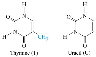 De structuur van thymine en uracil.